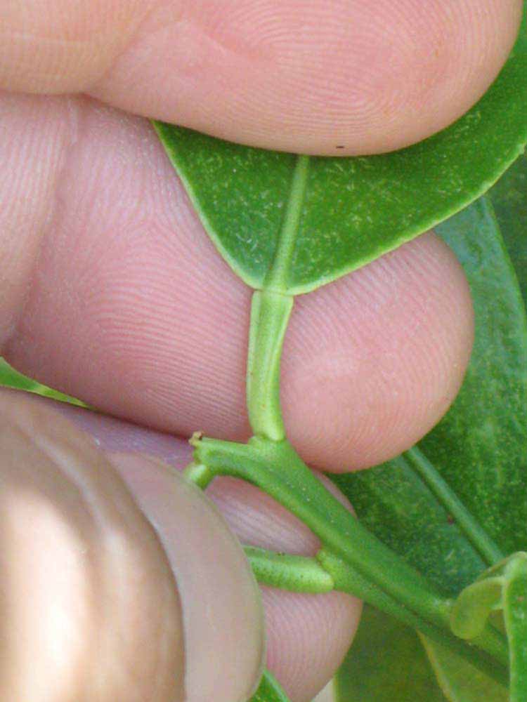              Petiole (Winter Haven, FL)       